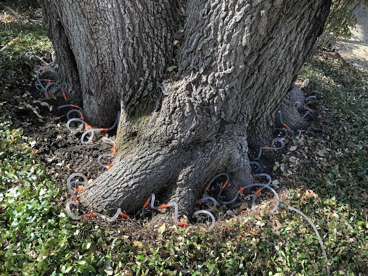 Detailed Tree Cabling and Bracing job site in Casey