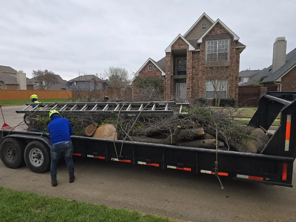 Expert Tree Removal with proper safety equipment in Casey